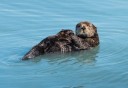 Photo of Otter in the water